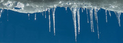 29th Jan 2015 - Icicles
