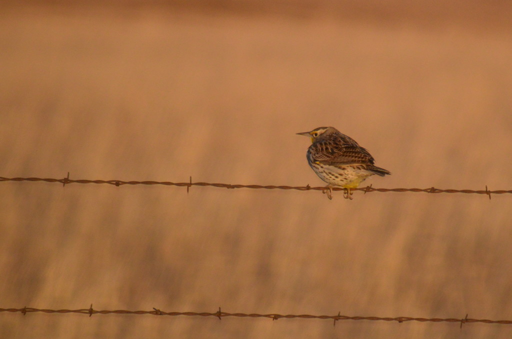 Meadowlark on Barbed Wire by kareenking