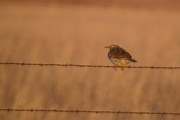 29th Jan 2015 - Meadowlark on Barbed Wire