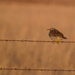 Meadowlark on Barbed Wire by kareenking