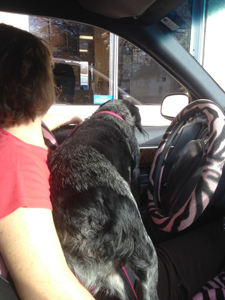 Dog at the drive-thru window... by bellasmom