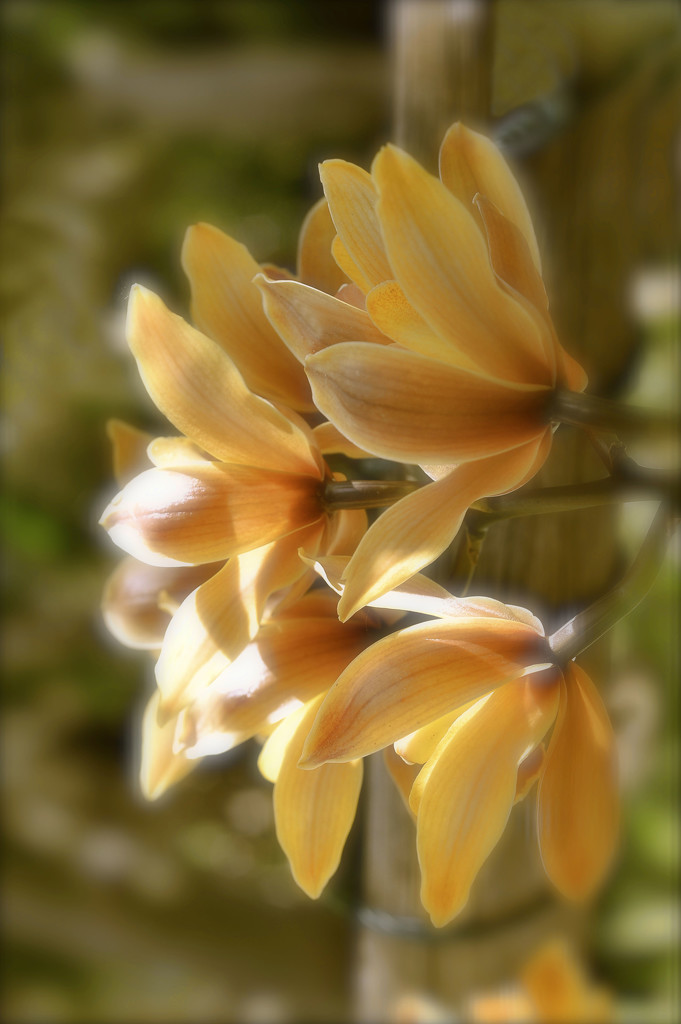 Orchid In Sunlight by joysfocus