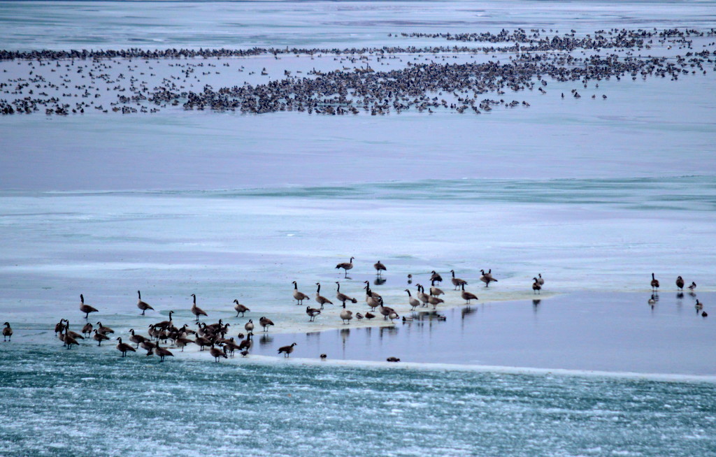 Layers of Geese on Layers of Ice by kareenking