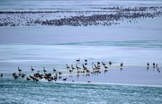 13th Jan 2015 - Layers of Geese on Layers of Ice