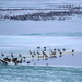 Layers of Geese on Layers of Ice by kareenking