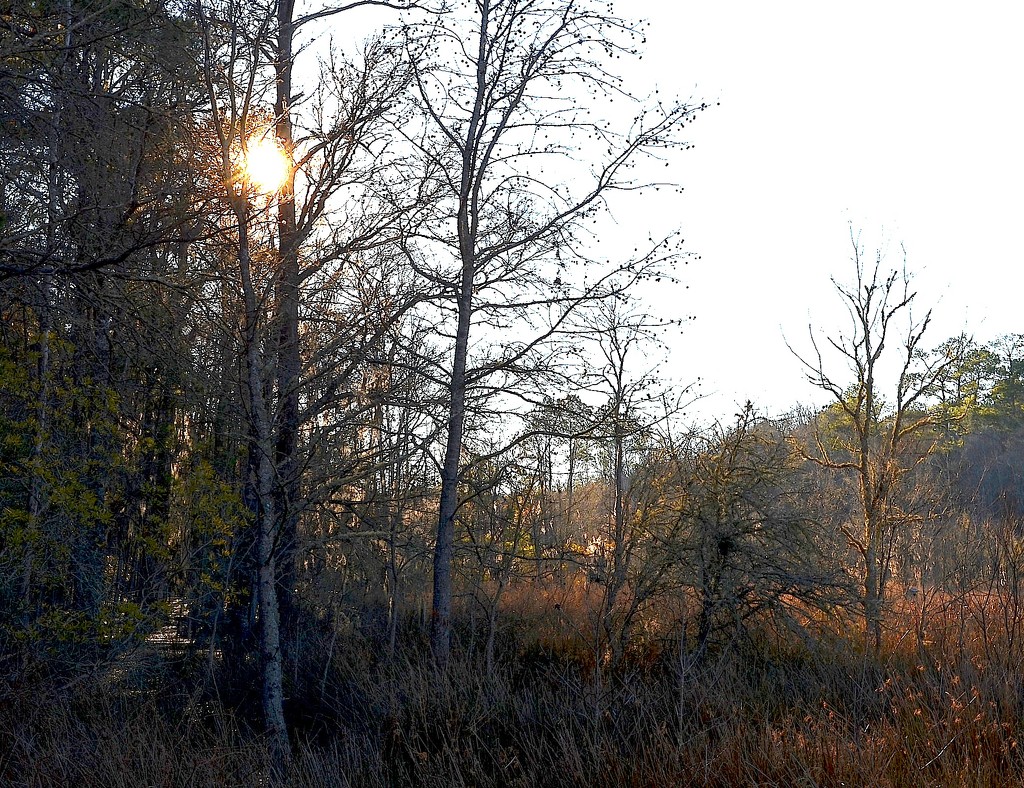 Winter woods and marsh, late afternoon by congaree