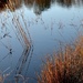 Winter reeds by congaree