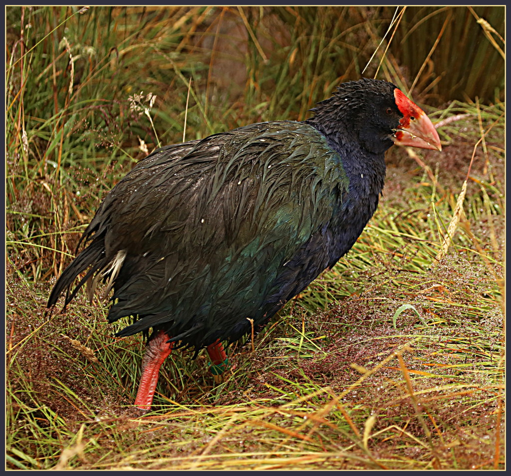 Bedraggled Takahe by dide