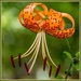 Tiger Lily Flower by gosia