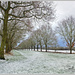 Snowy Avenue Of Trees by carolmw