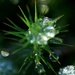 sparkle moss by callymazoo