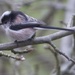 Long Tailed Tit by padlock