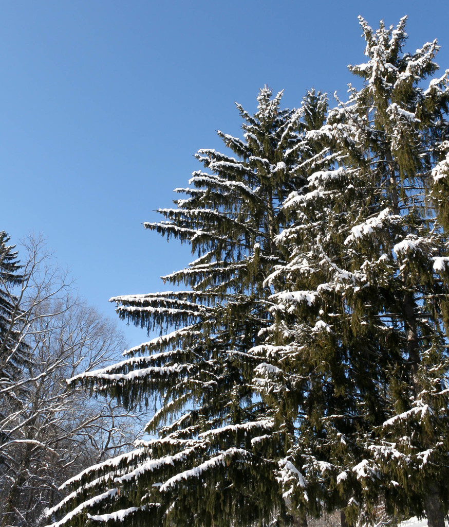 Pine trees with snow by mittens