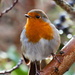 30th January 2015 - Robin by pamknowler