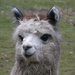 Llama by fortong