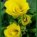 Yellow Primula  by beryl