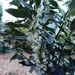30 January 2015 Sarcococca Confusa (Sweet Box) by lavenderhouse