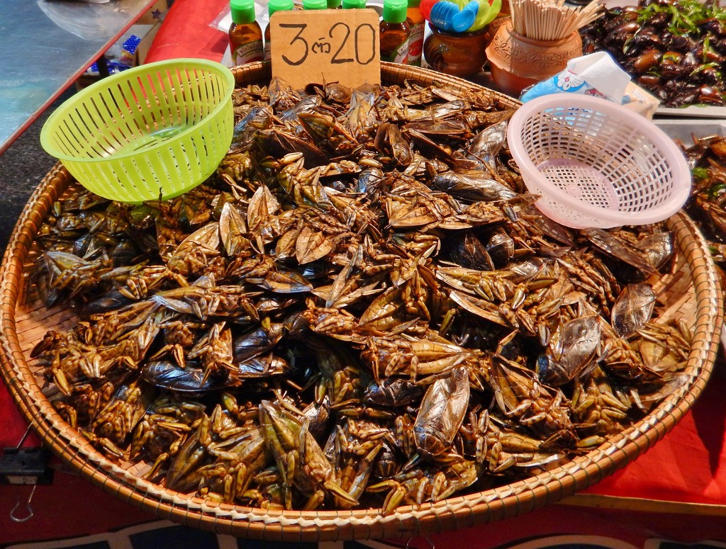 Fried Cockroaches!!! by anne2013