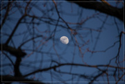 30th Jan 2015 - Moon caught in the tree