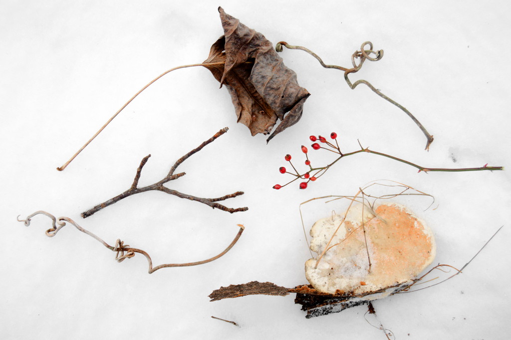 Forest Flatlay by francoise