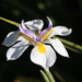 Fortnight Lily or African Iris blossem by markandlinda