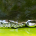 WoD: Water, Starring Bubbles by fotoblah