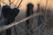 30th Jan 2015 - Frosty Fence (SOOC)