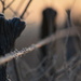 Frosty Fence (SOOC) by kareenking