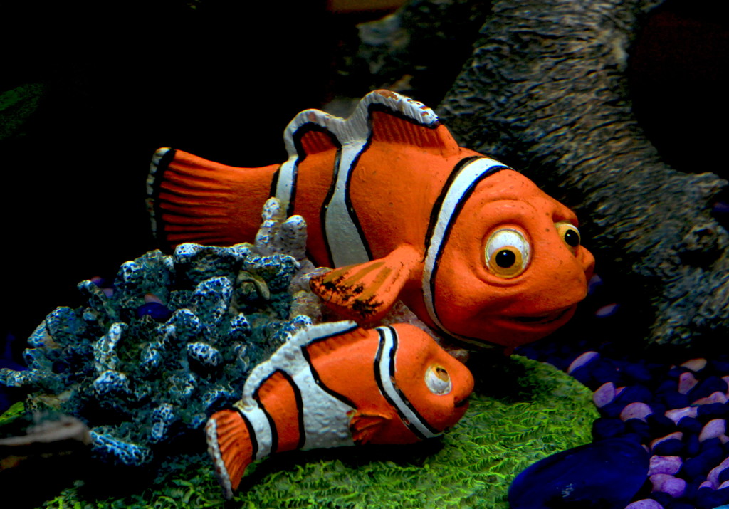 Nemo found by kiwinanna