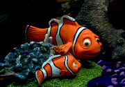 28th Jan 2015 - Nemo found