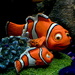 Nemo found by kiwinanna