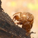 Cicada castoff by kiwinanna