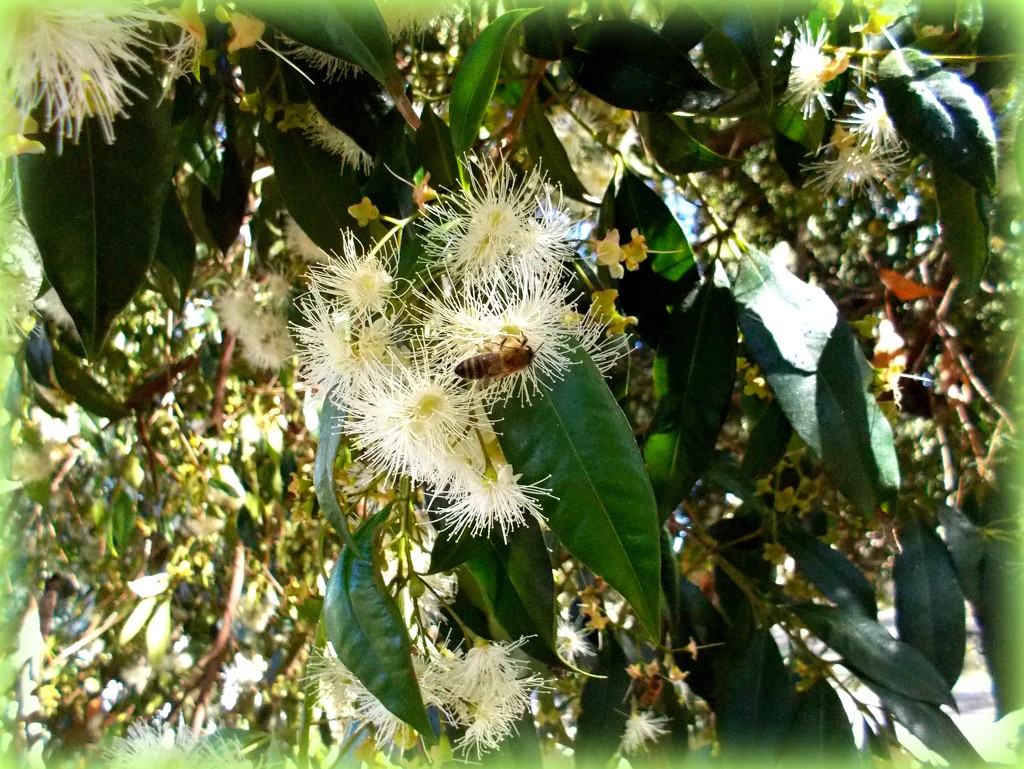 lilly pilly flowers  by cruiser