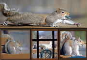 30th Jan 2015 - Squirrel Antics