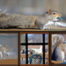 Squirrel Antics by dsp2