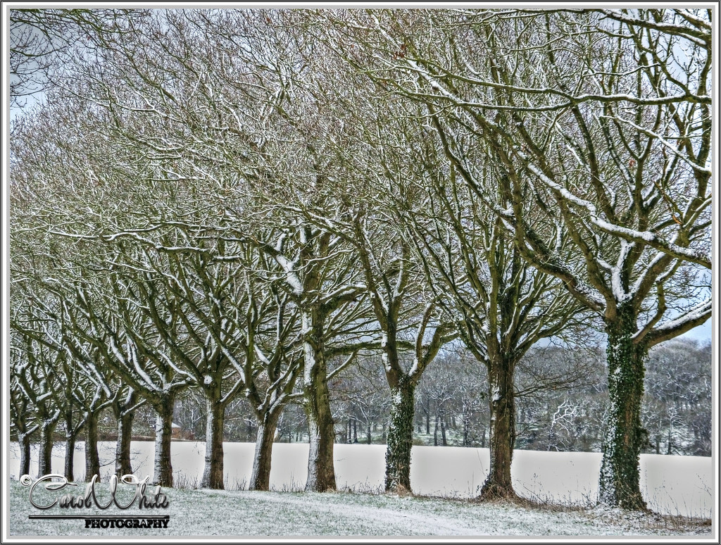 Snowy Branches by carolmw