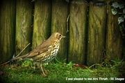 31st Jan 2015 - I was pleased to see Mrs Thrush