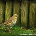 I was pleased to see Mrs Thrush by rosiekind