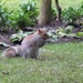 Bury squirrel by g3xbm