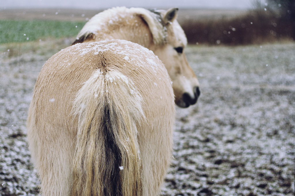 Snowy Rump by lily