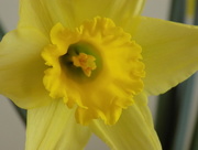 31st Jan 2015 - Daffodil