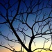 Branches at dusk by mcsiegle