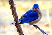 31st Jan 2015 - I Thought Bluebirds were a Sign of Happiness