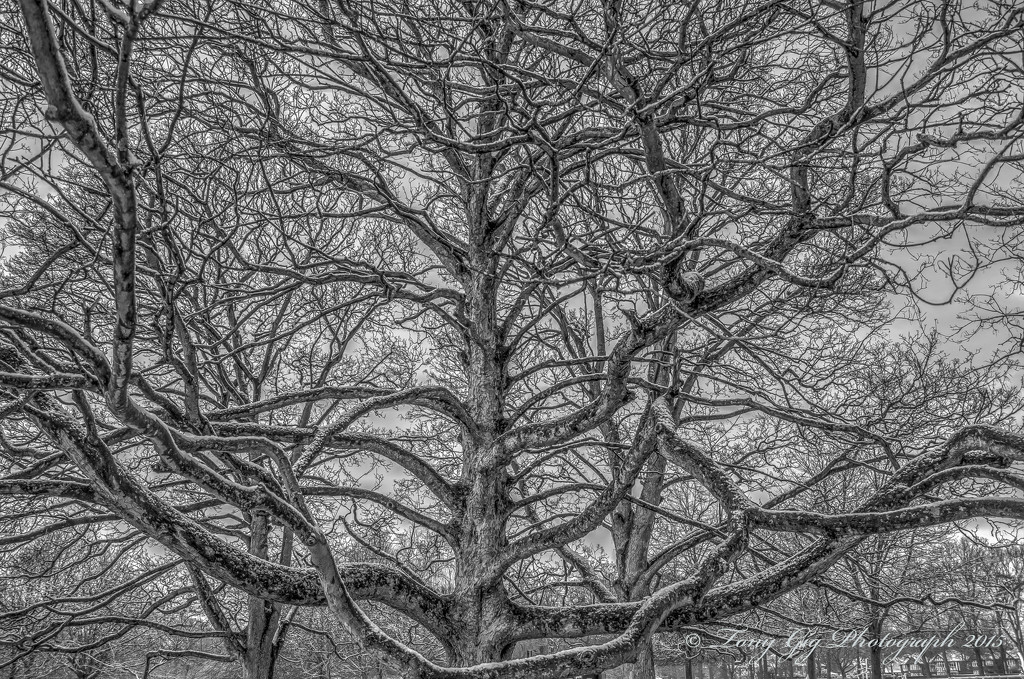 Tree In Winter by tonygig