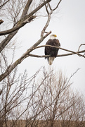 31st Jan 2015 - Bald Eagle