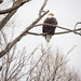 Bald Eagle by lindasees