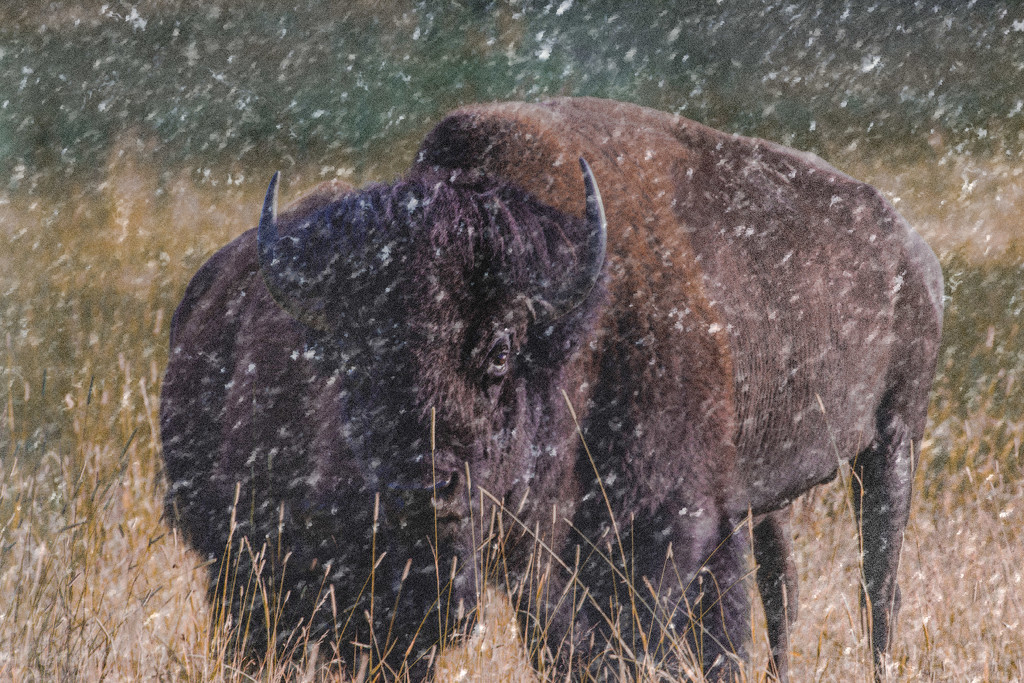 snowy buffalo by aecasey