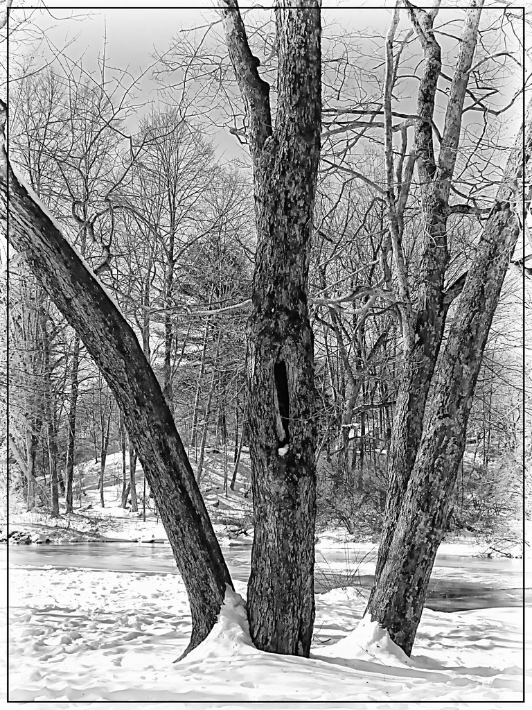 Four Trees in Winter by olivetreeann