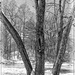 Four Trees in Winter by olivetreeann