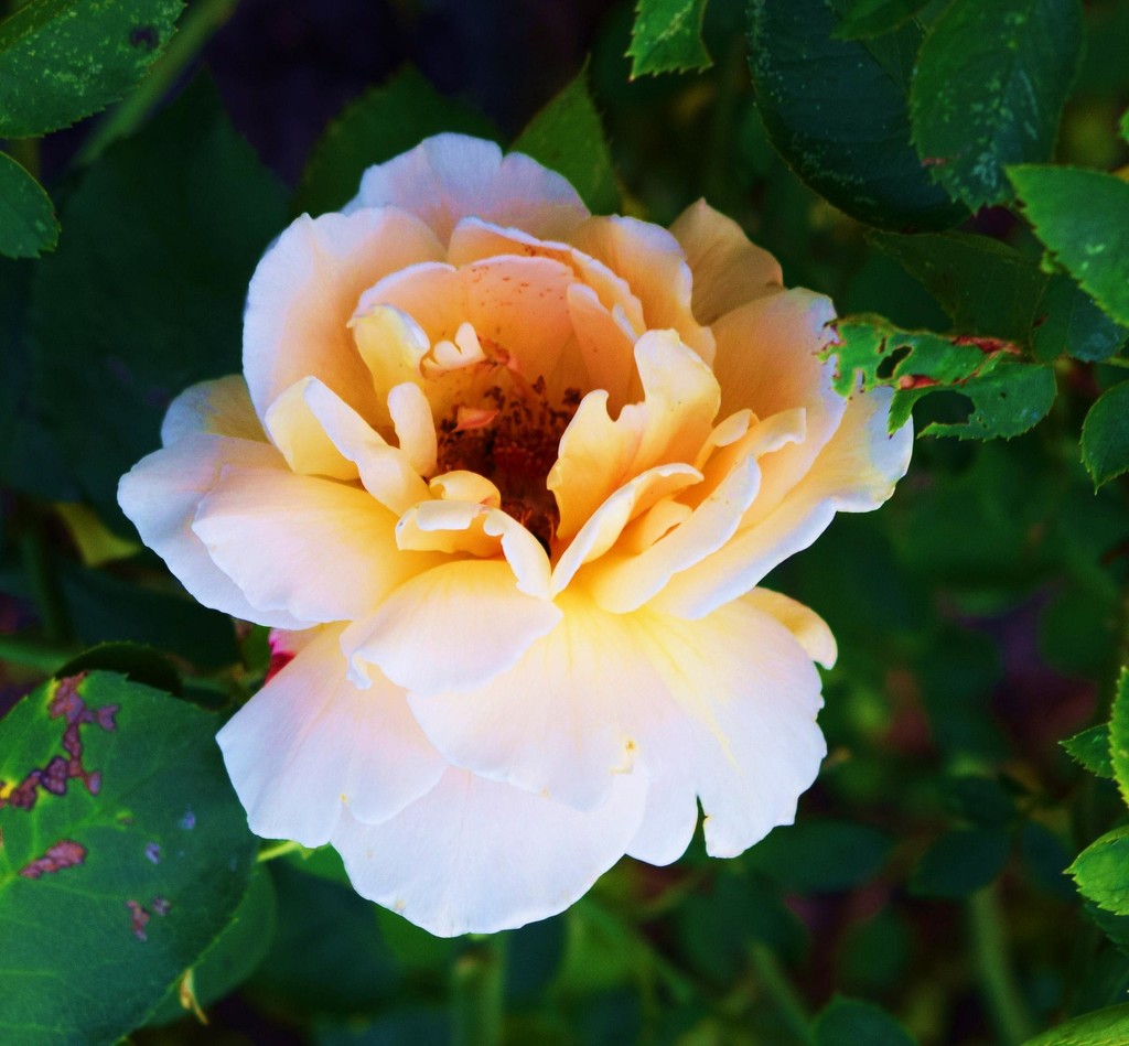 Few things are more beautiful than a Rose in full bloom by happysnaps